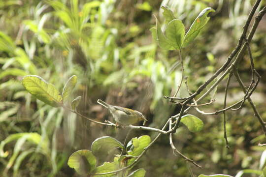 Image of Crescent-chested Warbler