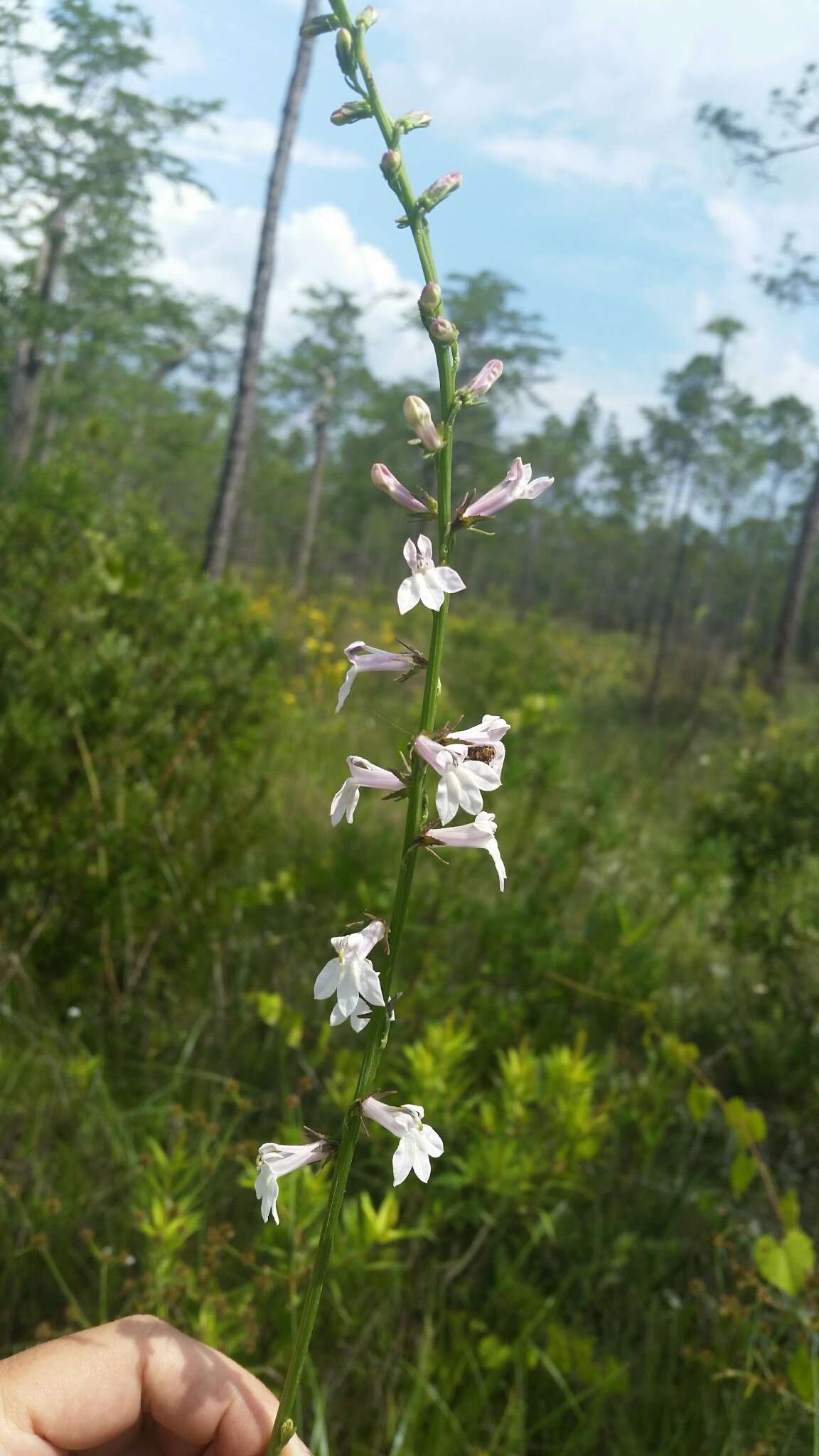 Sivun Lobelia floridana Chapm. kuva