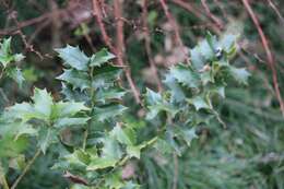 Image of Ilex colchica Pojark.