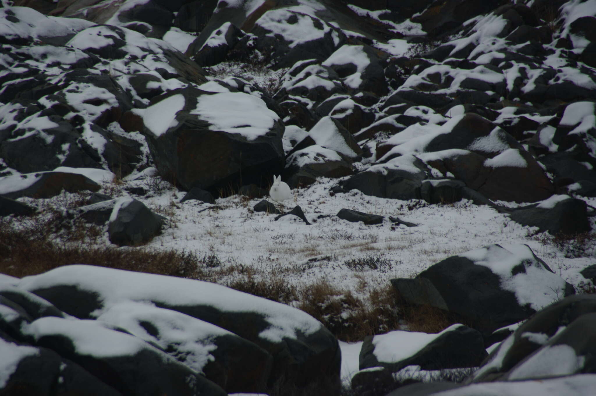 Image of Arctic Hare