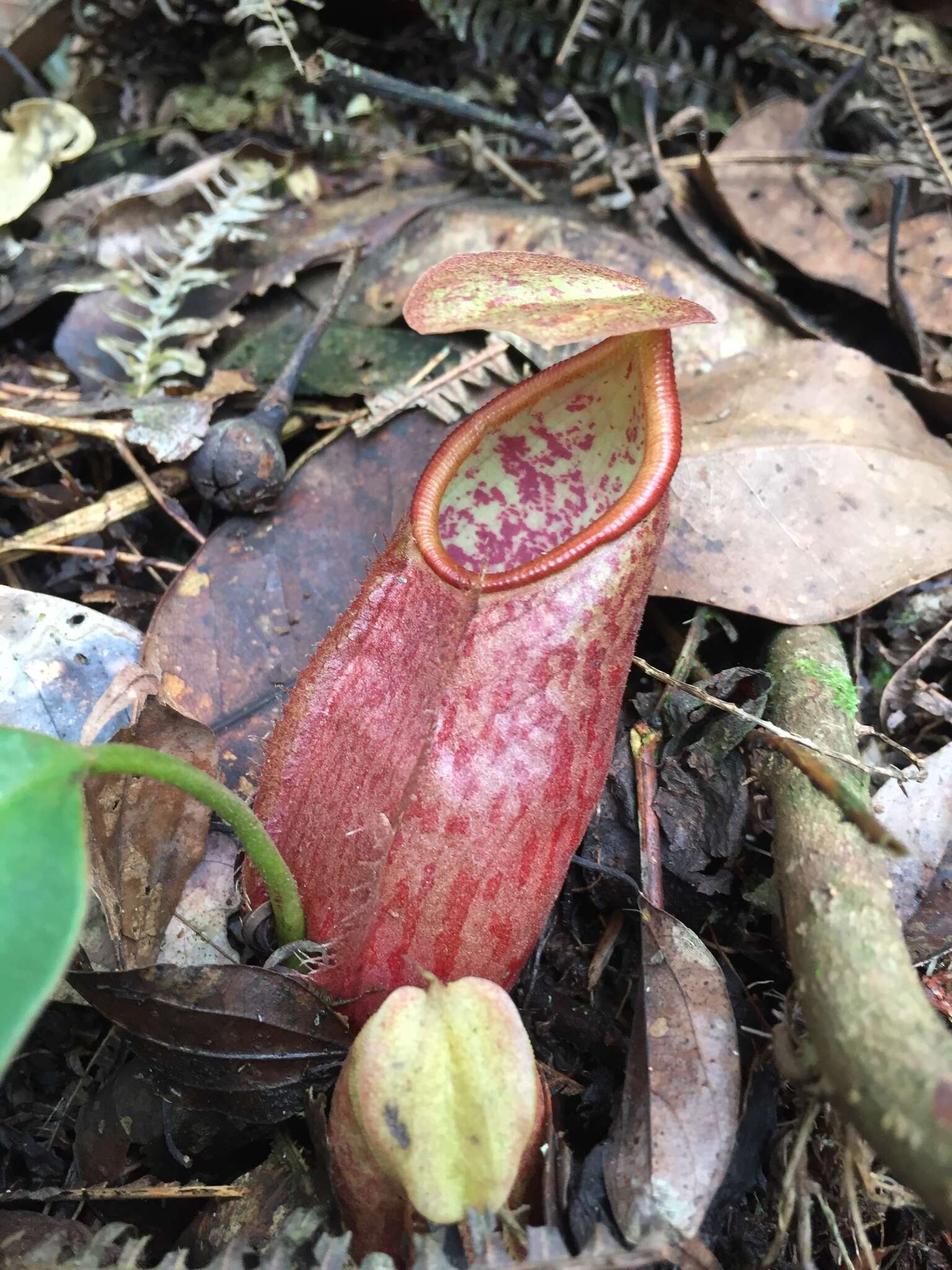 Image of Nepenthes gymnamphora Nees