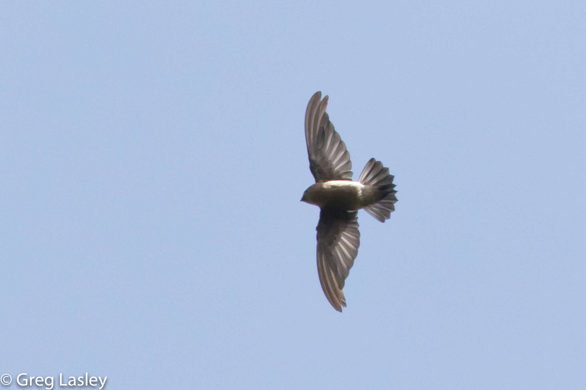 Image of Madagascar Spinetail