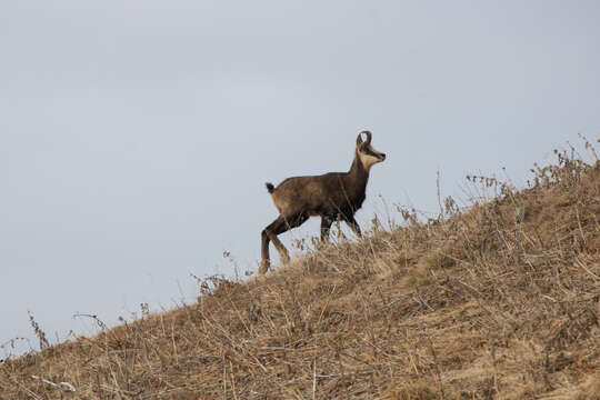 صورة <i>Rupicapra rupicapra caucasica</i>