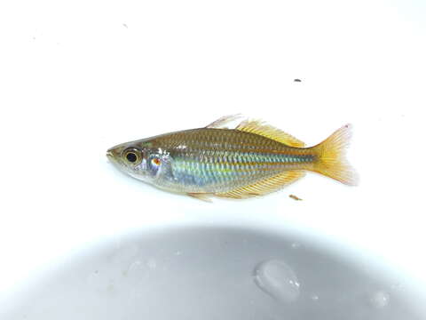 Image of Banded rainbowfish