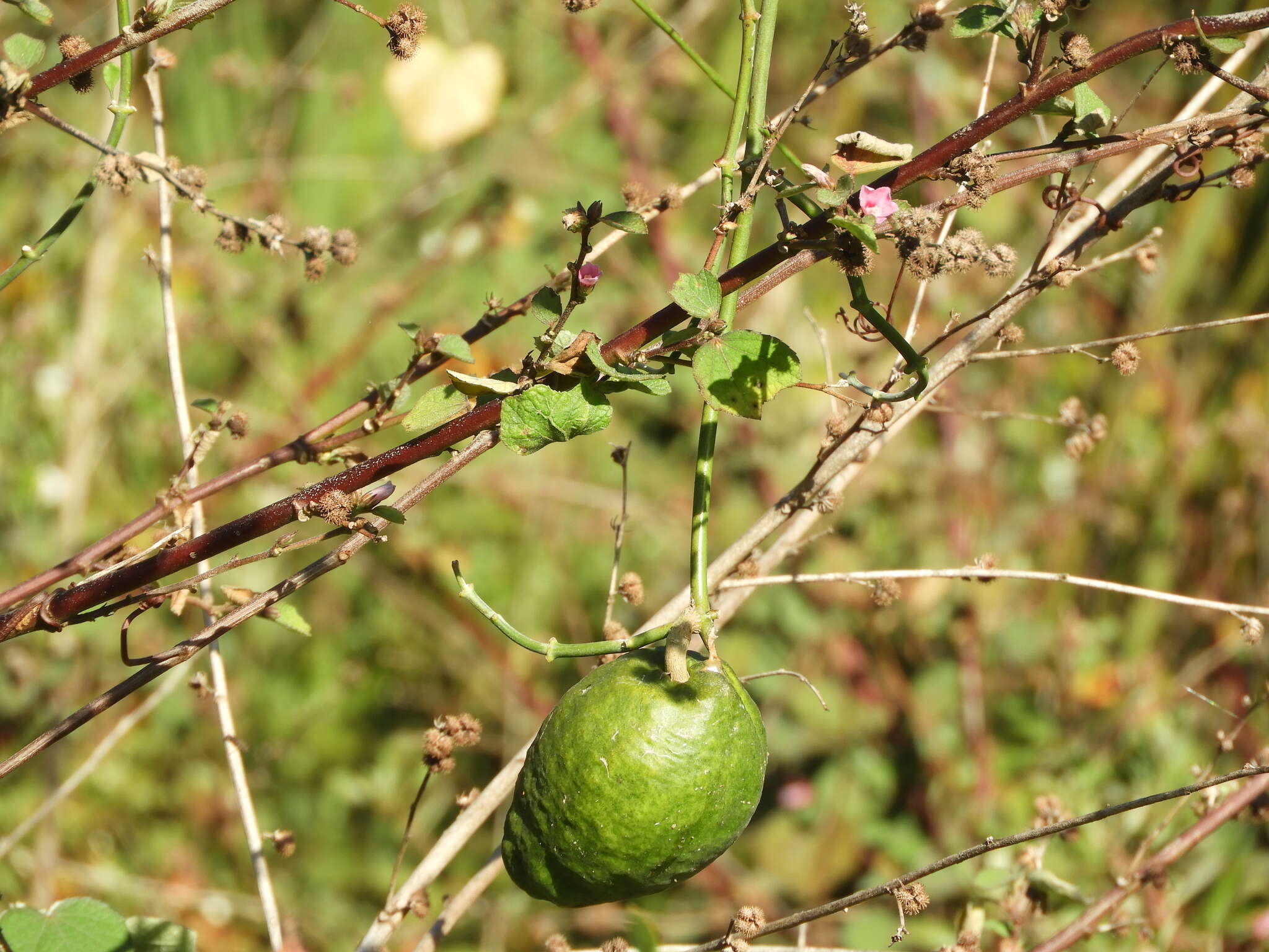 صورة Araujia odorata (Hook. & Arn.) Fontella & Goyder