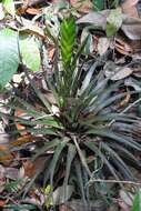 Image of Tillandsia flavobracteata Matuda