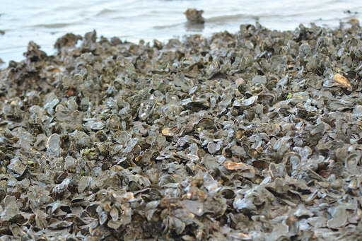 Image of Oyster