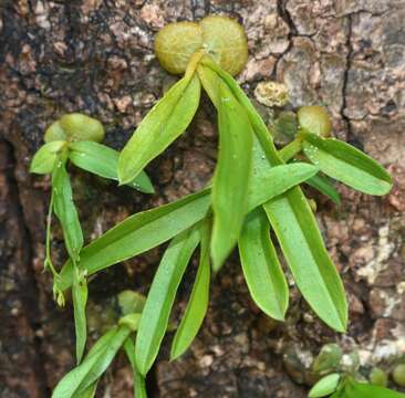 Image of Porpax filiformis