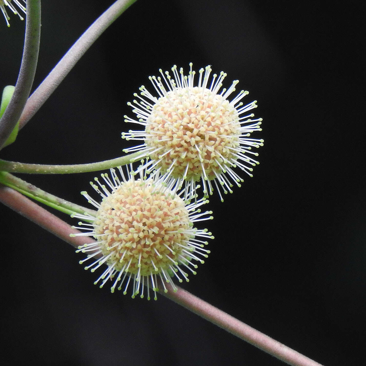 Image of Adina cordifolia (Roxb.) Brandis