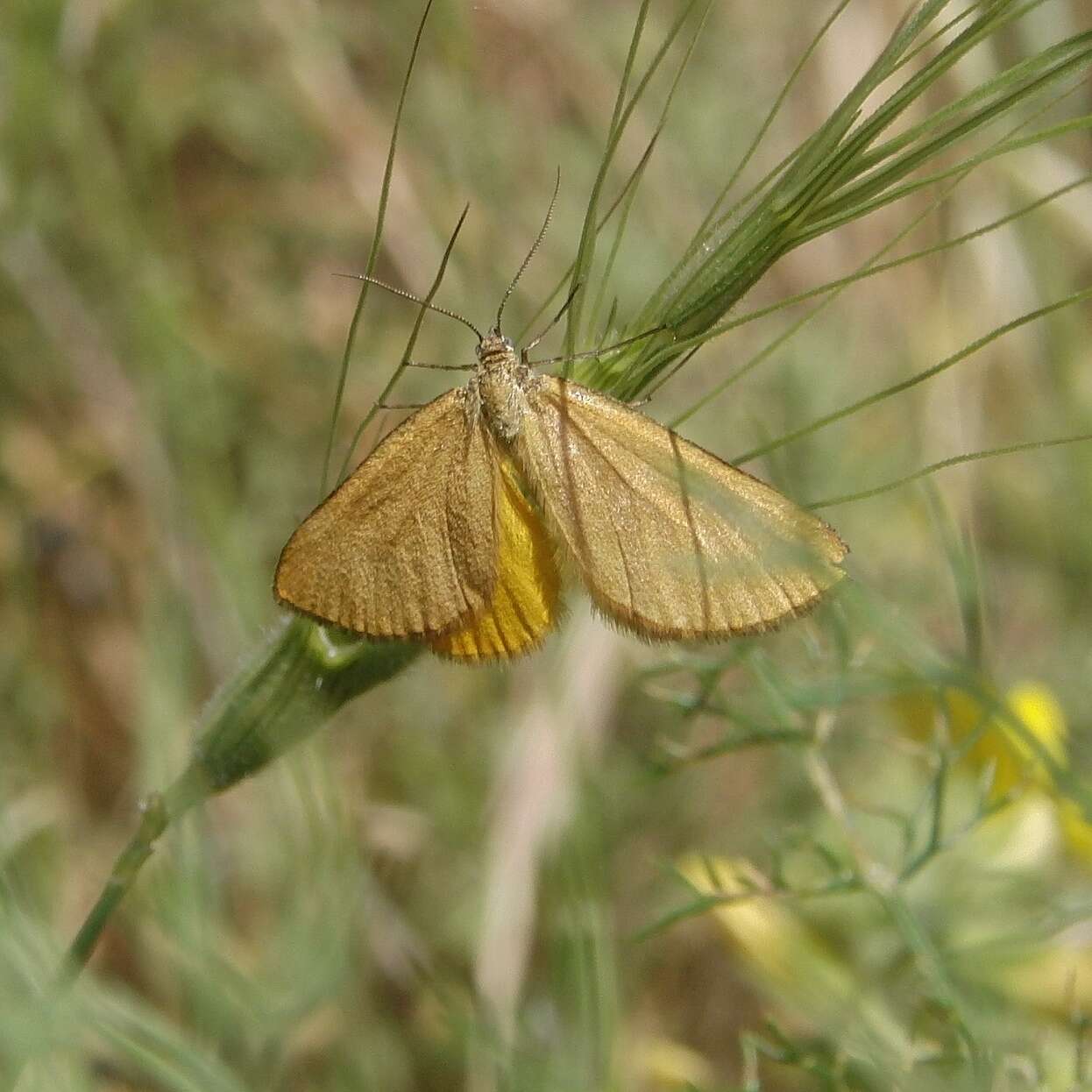 Слика од Amygdaloptera testaria Fabricius 1794