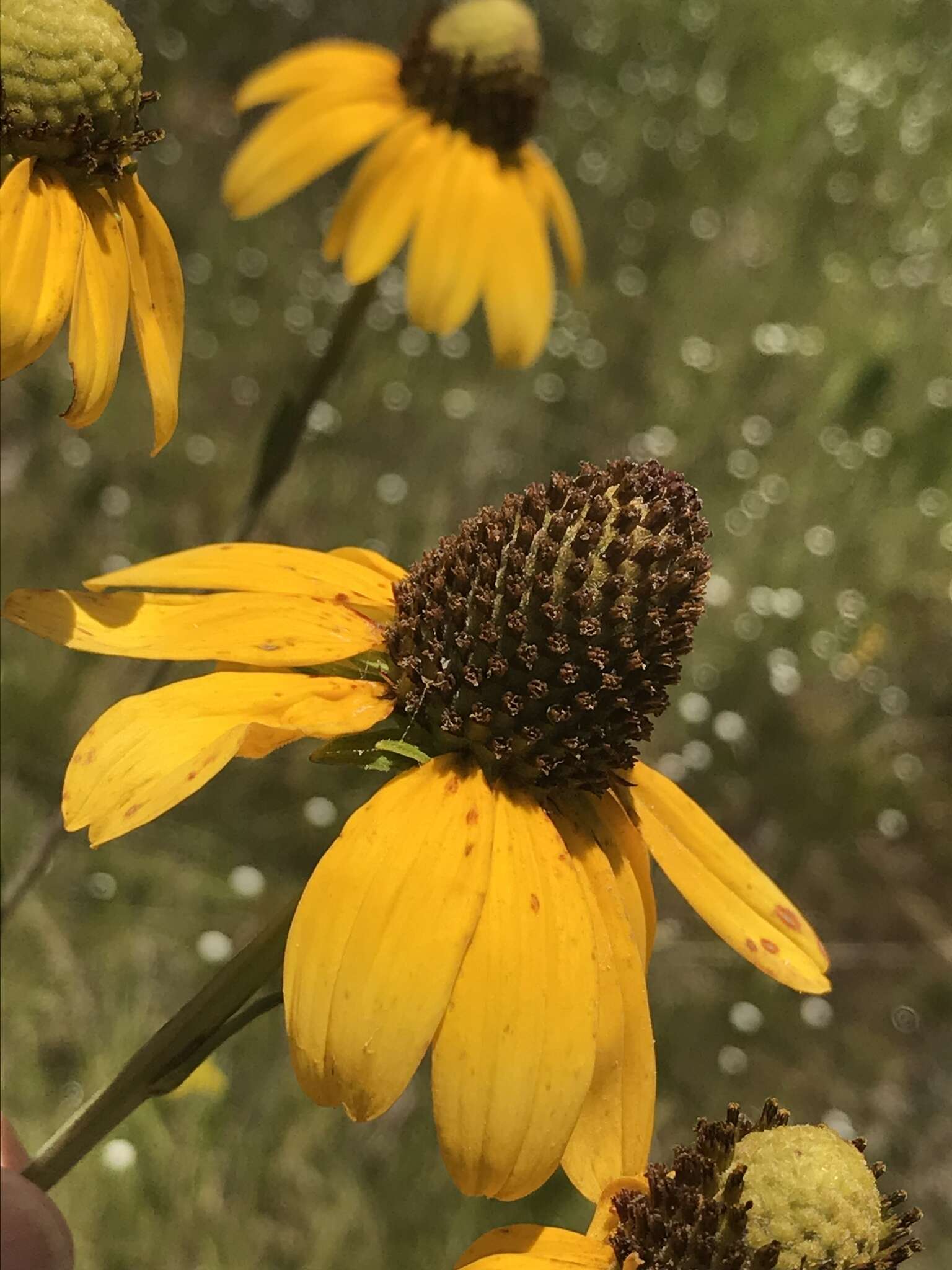 Image of roughleaf coneflower