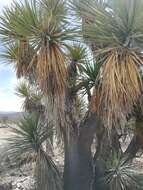 Imagem de Yucca periculosa Baker