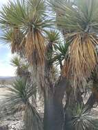 Image of Yucca periculosa Baker