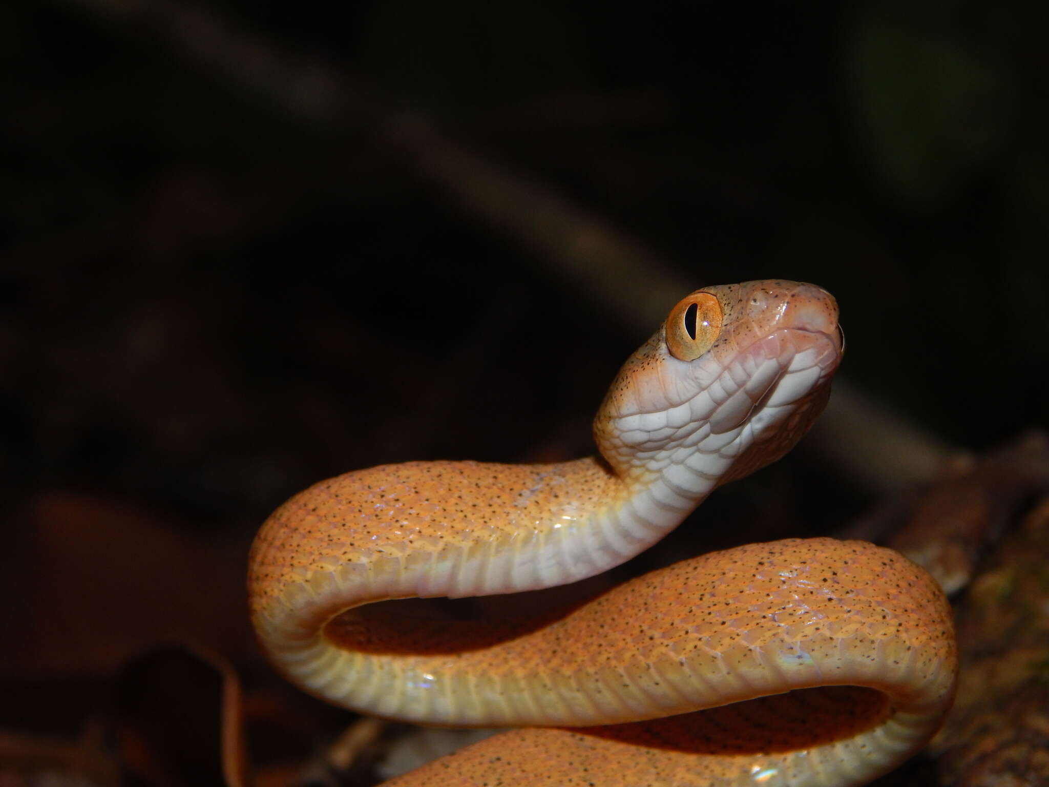 Image of Black-headed Cat Snake