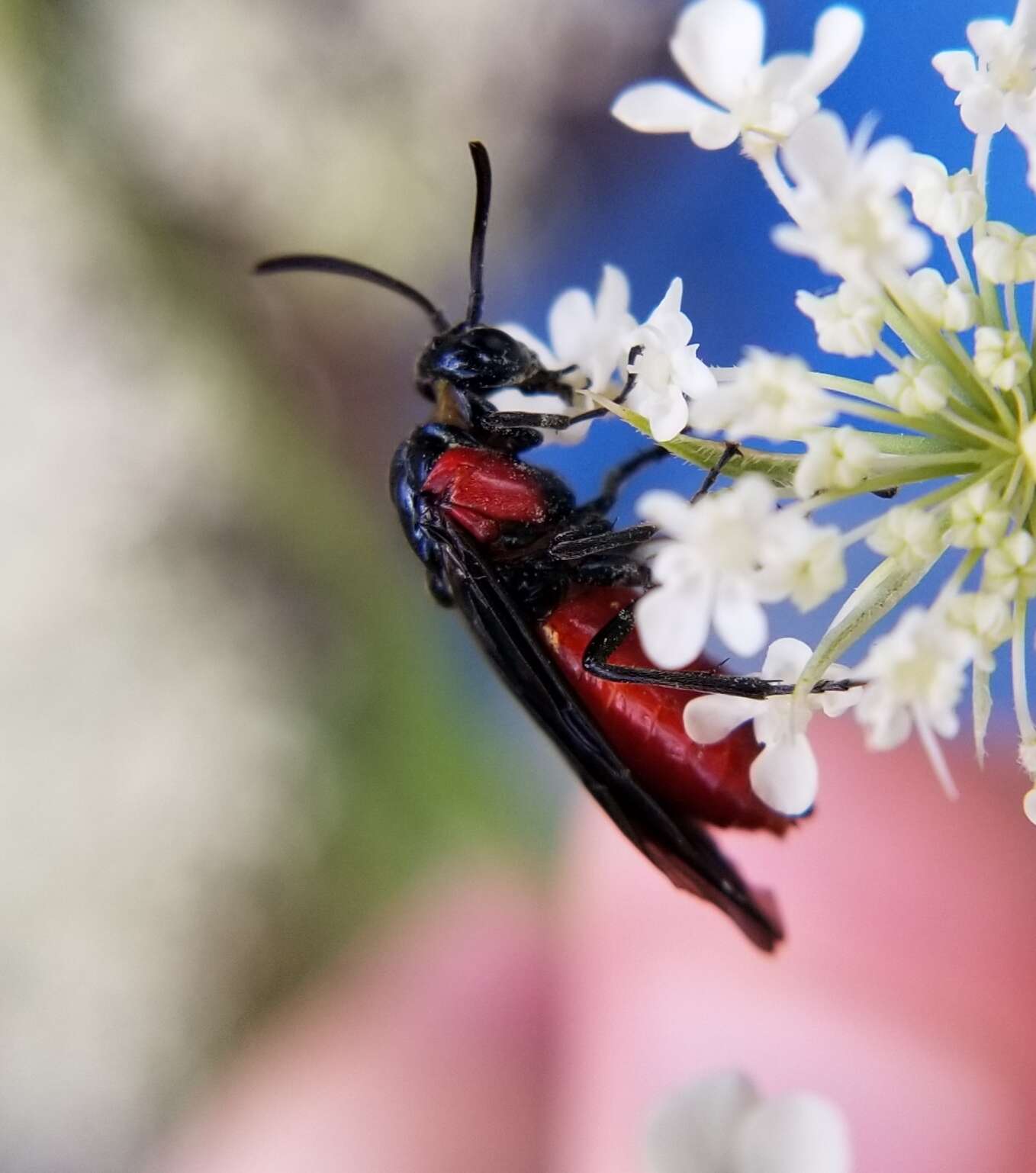 Image of Poison Ivy Sawfly