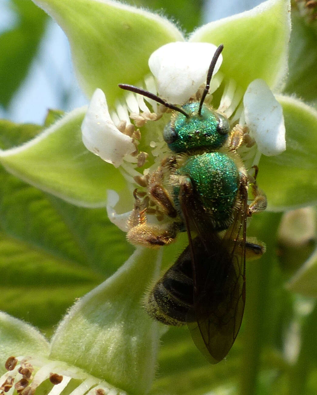 Image of Bicolored Agapostemon