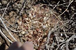 Image of Haworthia nortieri G. G. Sm.