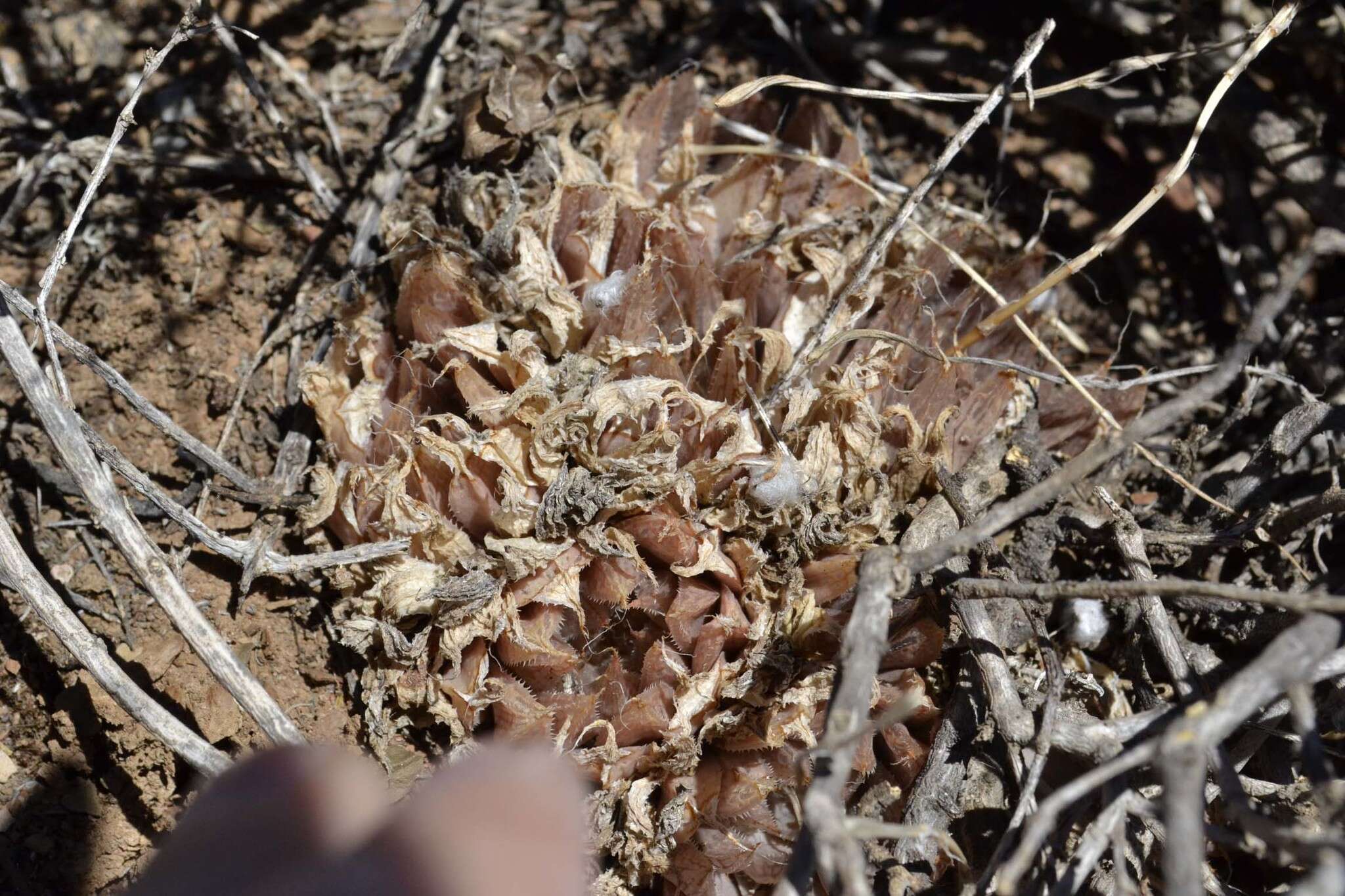 Image of Haworthia nortieri G. G. Sm.