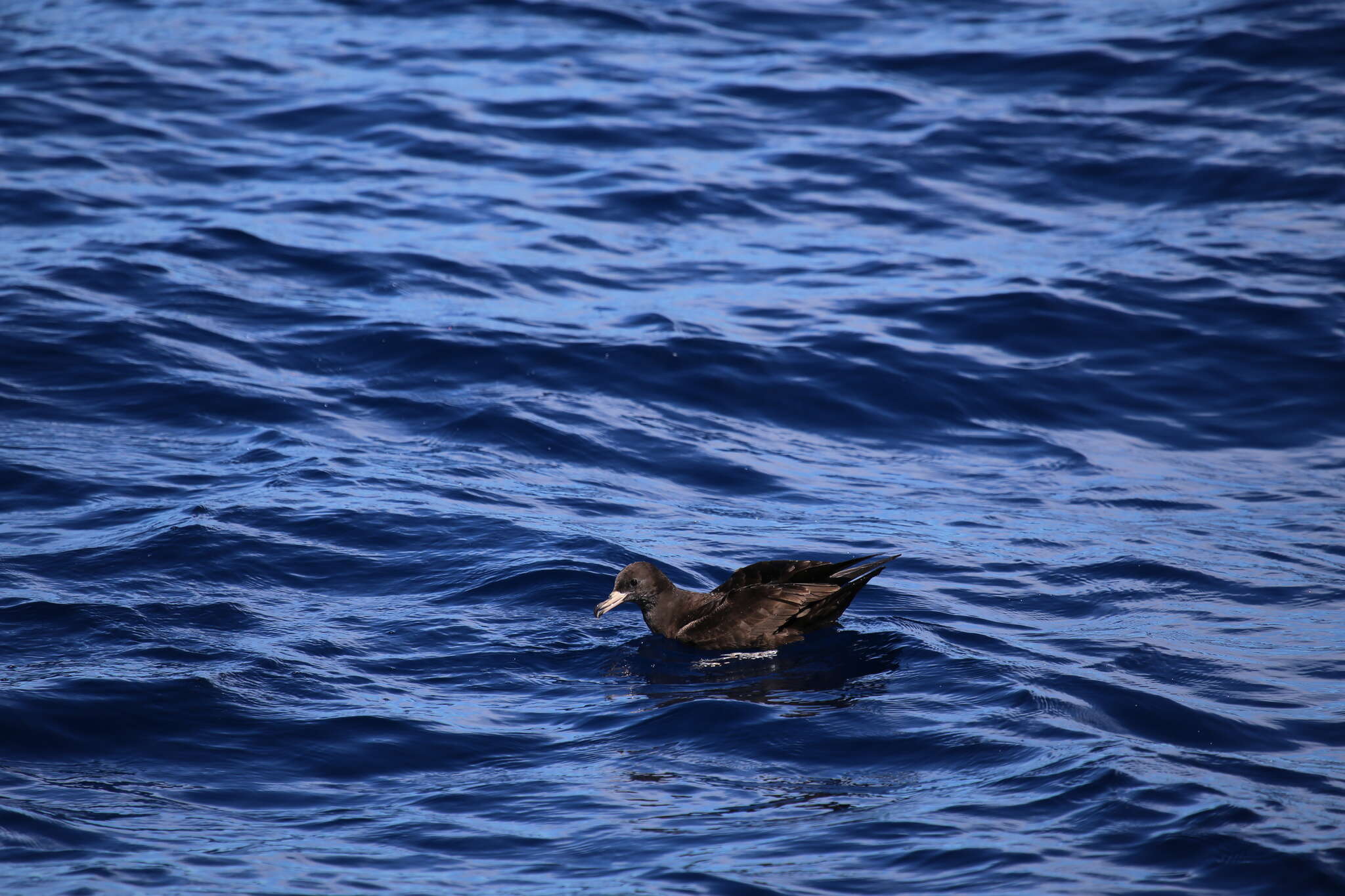 Image of Flesh-footed Shearwater