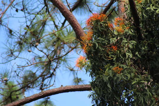 Image of Psittacanthus angustifolius J. Kuijt