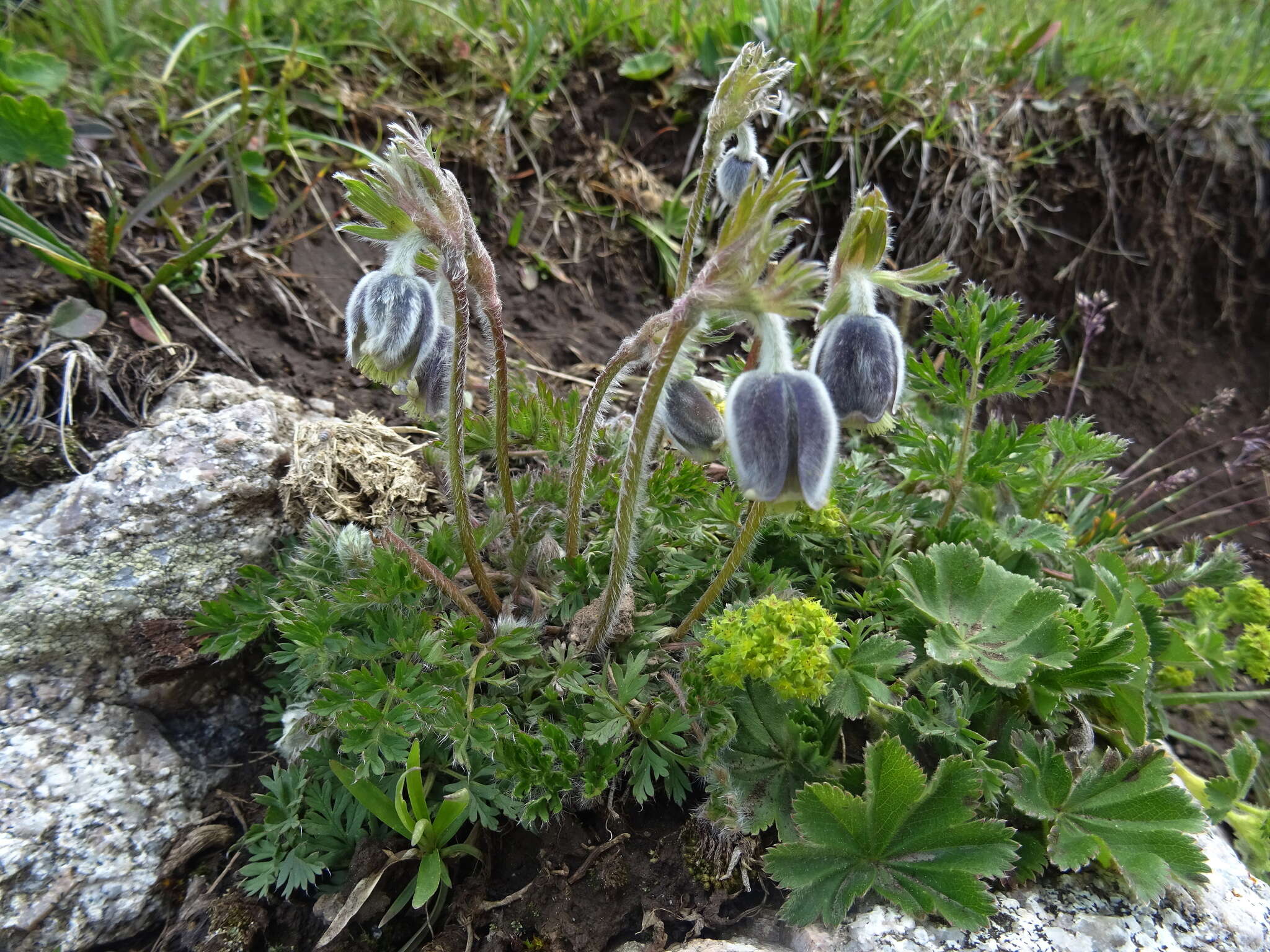 Imagem de Pulsatilla campanella Fisch. ex Regel & Tiling