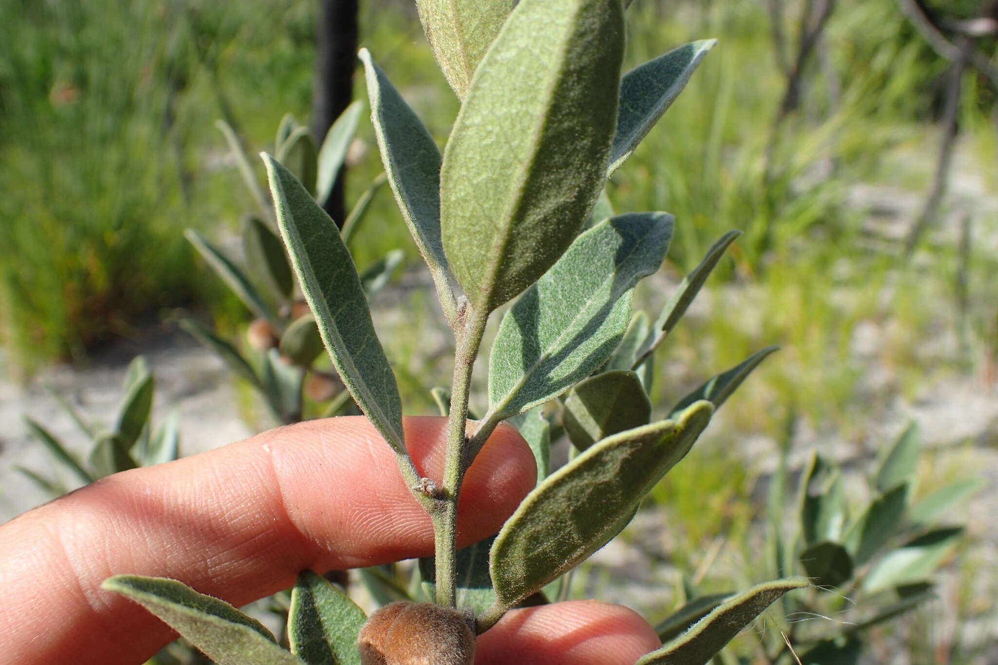 Image of Euclea polyandra (L. fil.) E. Mey. ex Hiern