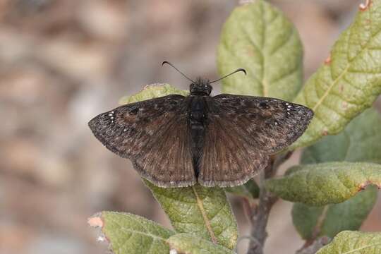 Image de Erynnis meridianus Bell 1927