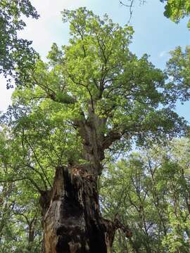 Image of Quercus faginea subsp. faginea