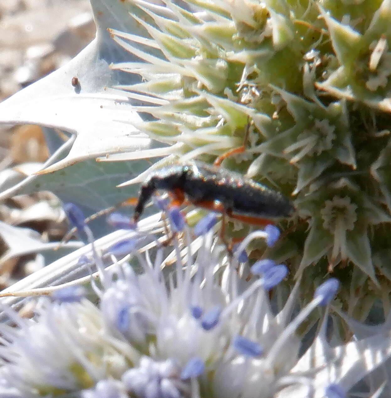 Image of Namibiana Hedges, Adalsteinsson & Branch 2009