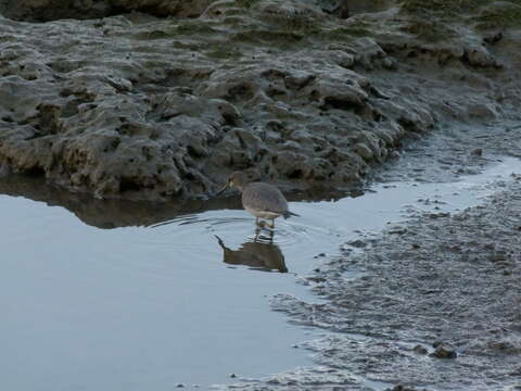 Image of Gray-tailed Tattler