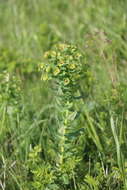 Sivun Euphorbia condylocarpa M. Bieb. kuva