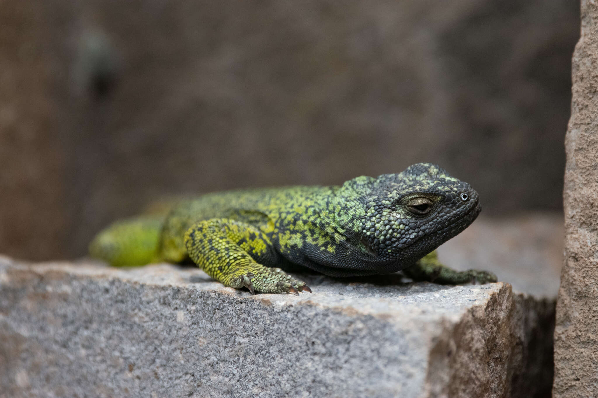 Image of Phymaturus loboi Troncoso-Palacios, Ferri-Yáñez, Laspiur & Aguilar 2019