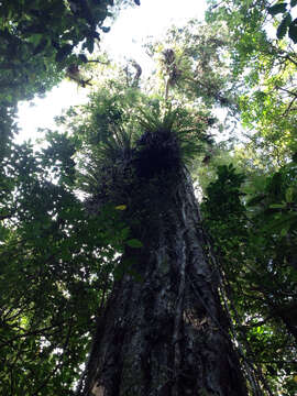 Image of Dacrydium