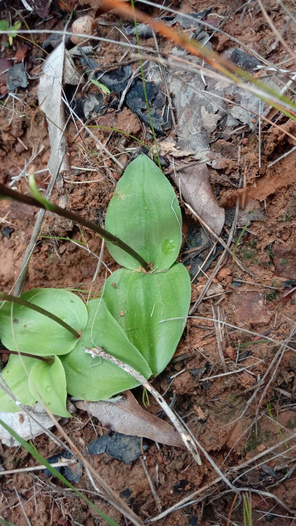 Слика од Cynorkis tryphioides Schltr.