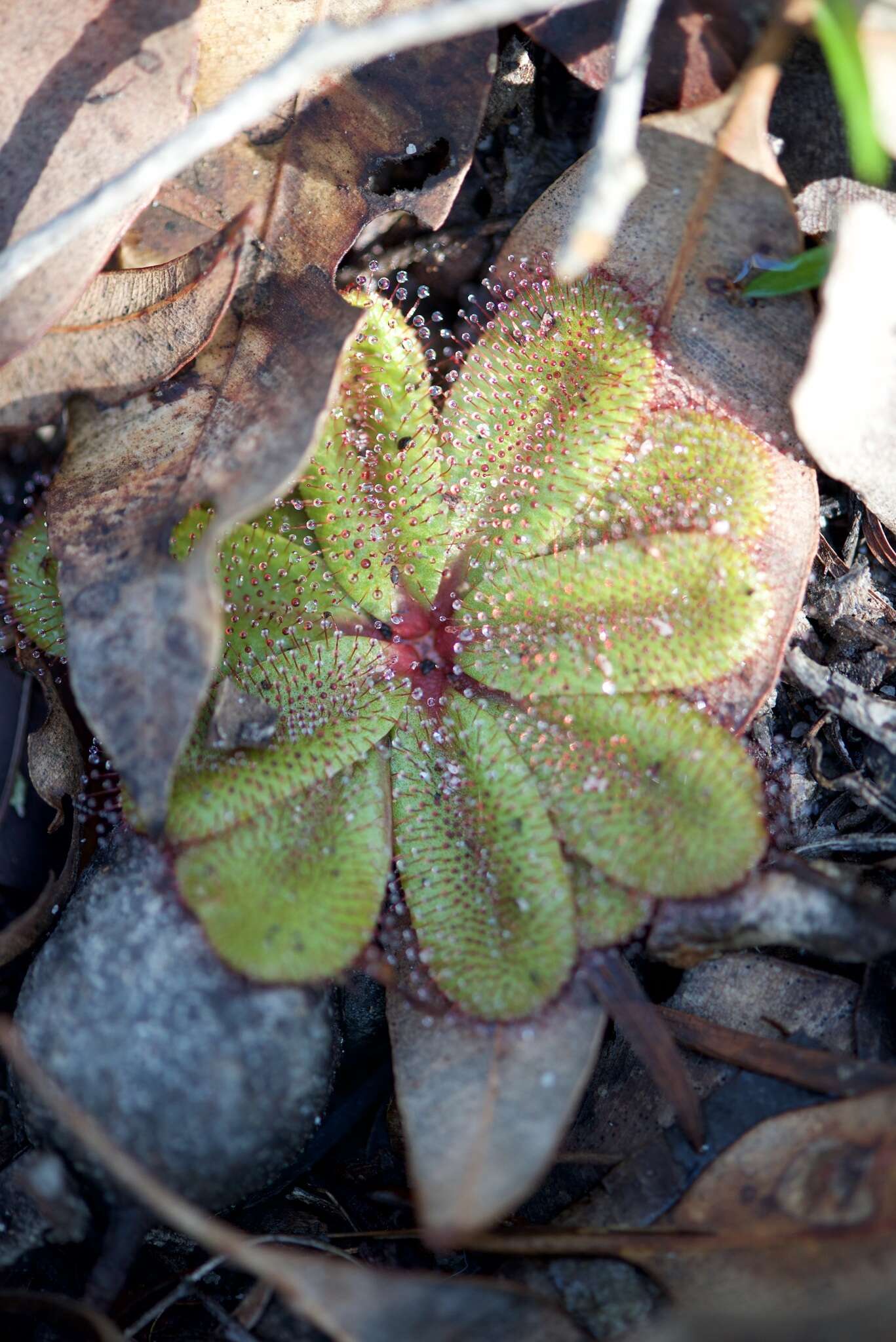 Image of Drosera rosulata Lehm.