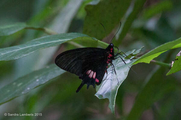 صورة Parides tros (Fabricius 1793)