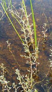 Image of Curtiss' Primrose-Willow