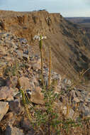 Image of Chascanum garipense E. Mey.