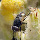 Image of Musca vitripennis Meigen 1826