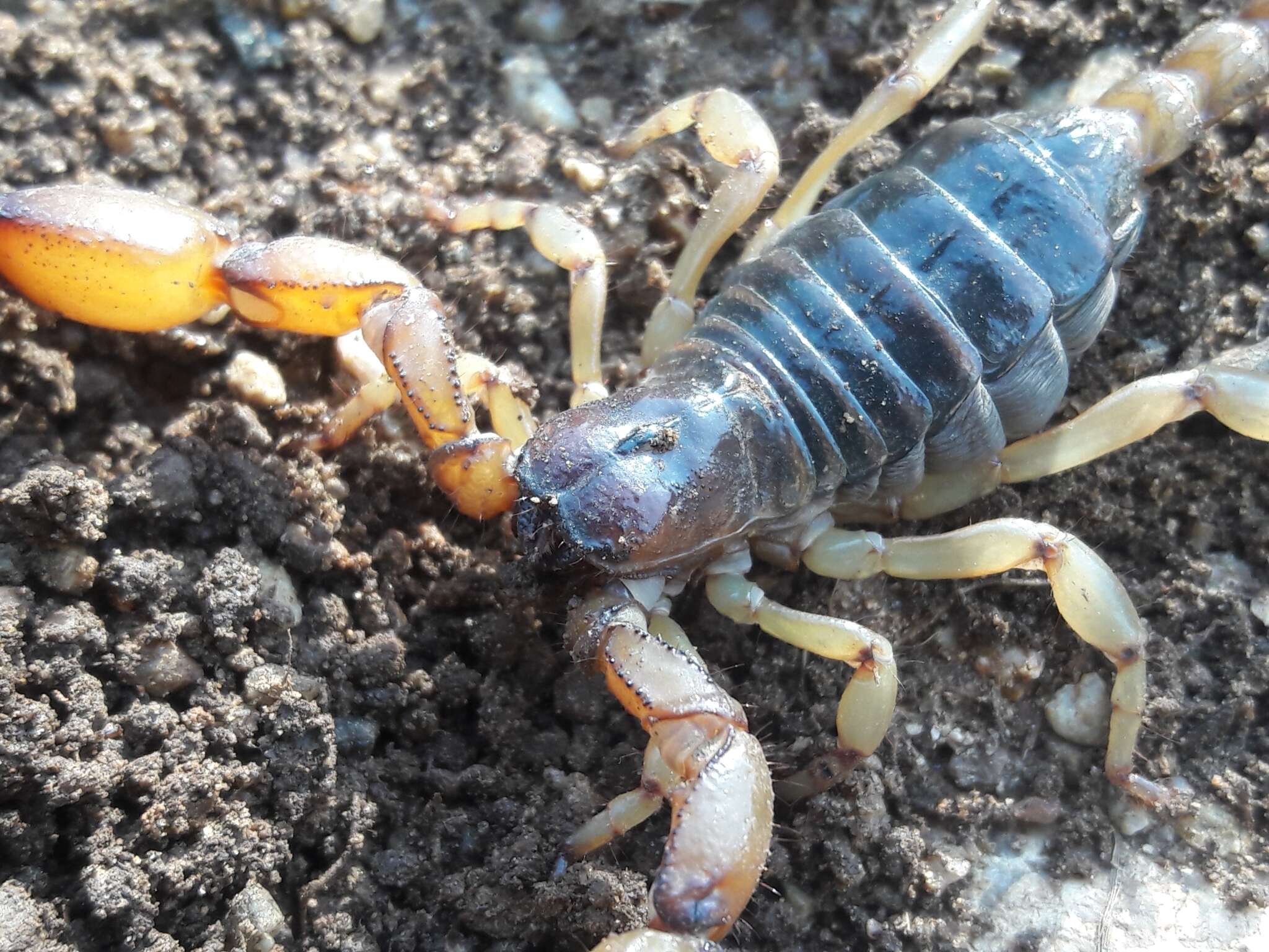 Sivun Anuroctonus pococki pococki kuva