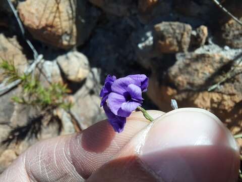 Imagem de Amphithalea biovulata (Bolus) Granby