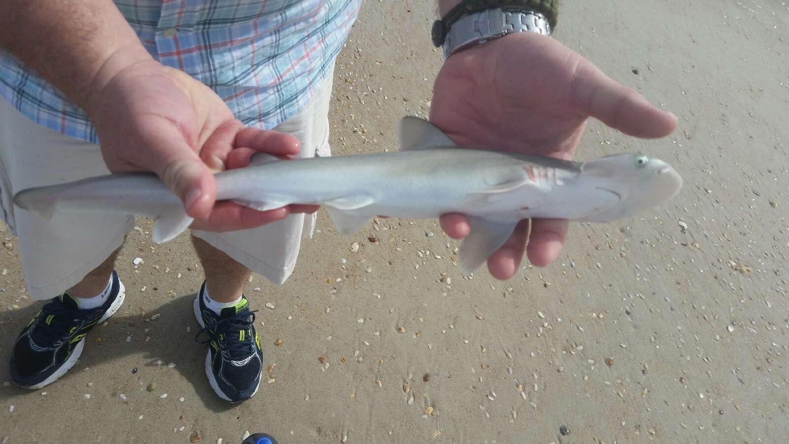 Image of Bonnethead Shark