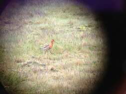 Image of Limosa limosa islandica Brehm & CL 1831