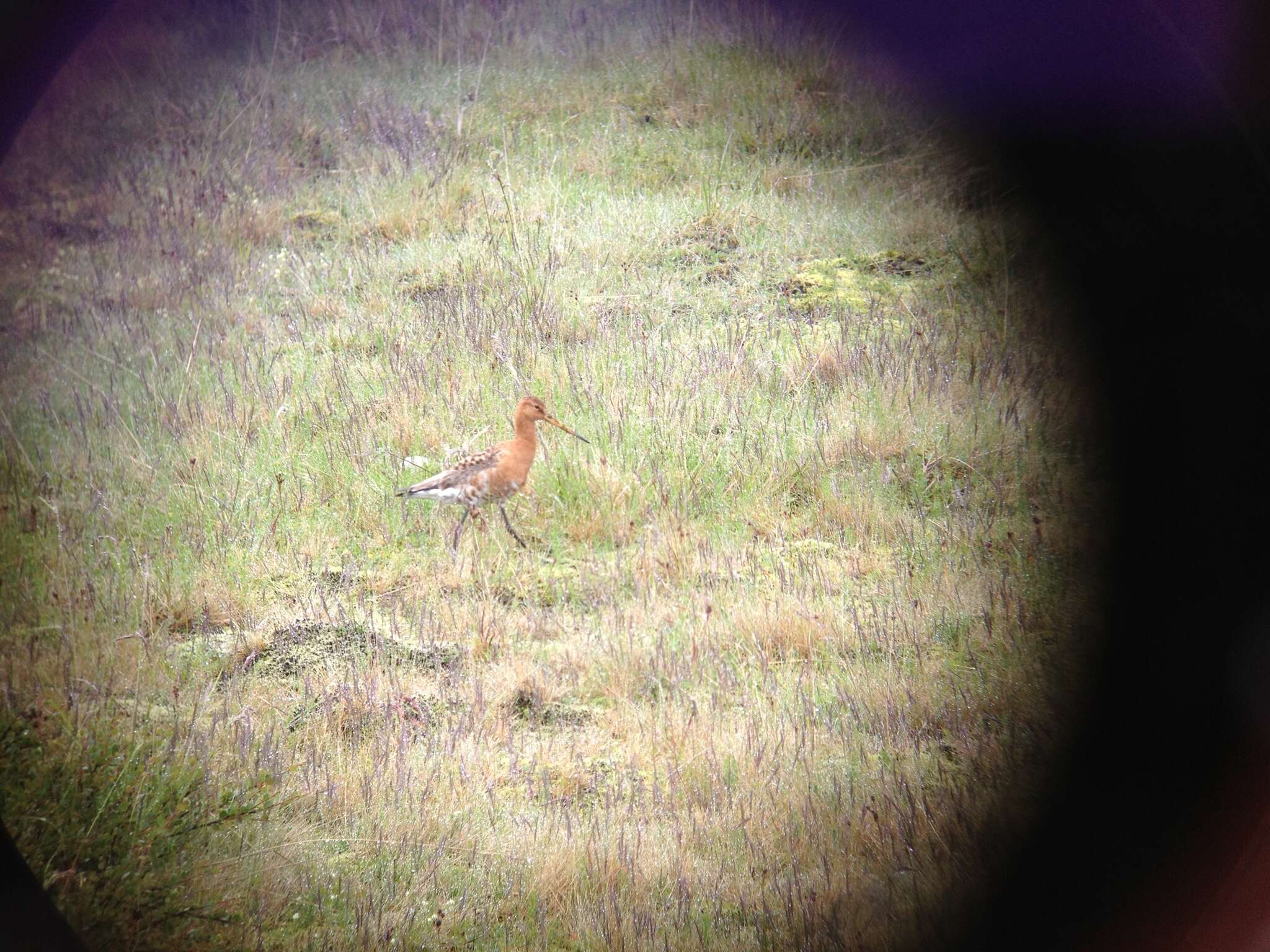 Image of Limosa limosa islandica Brehm & CL 1831