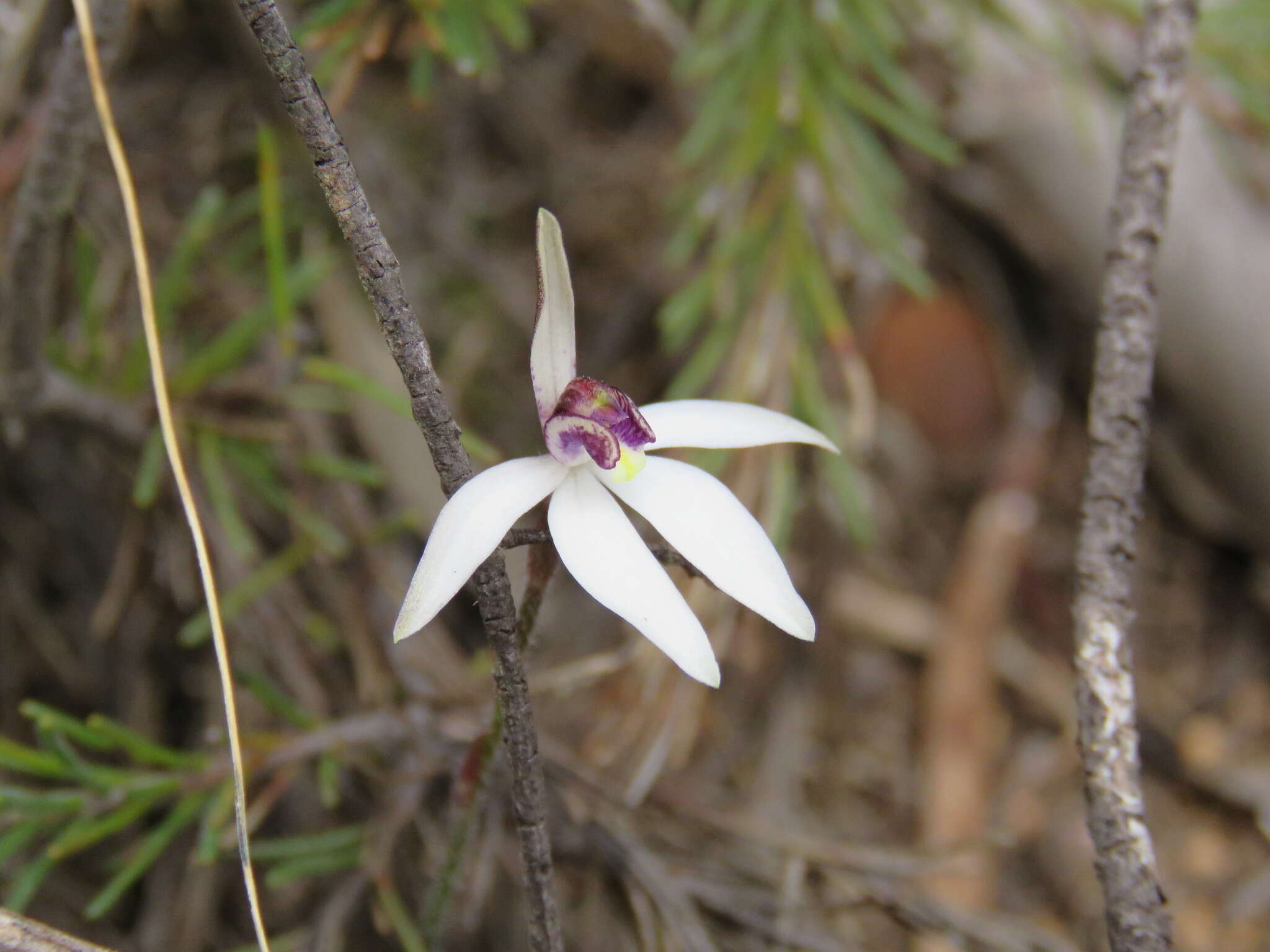 Image of Caladenia saccharata Rchb. fil.