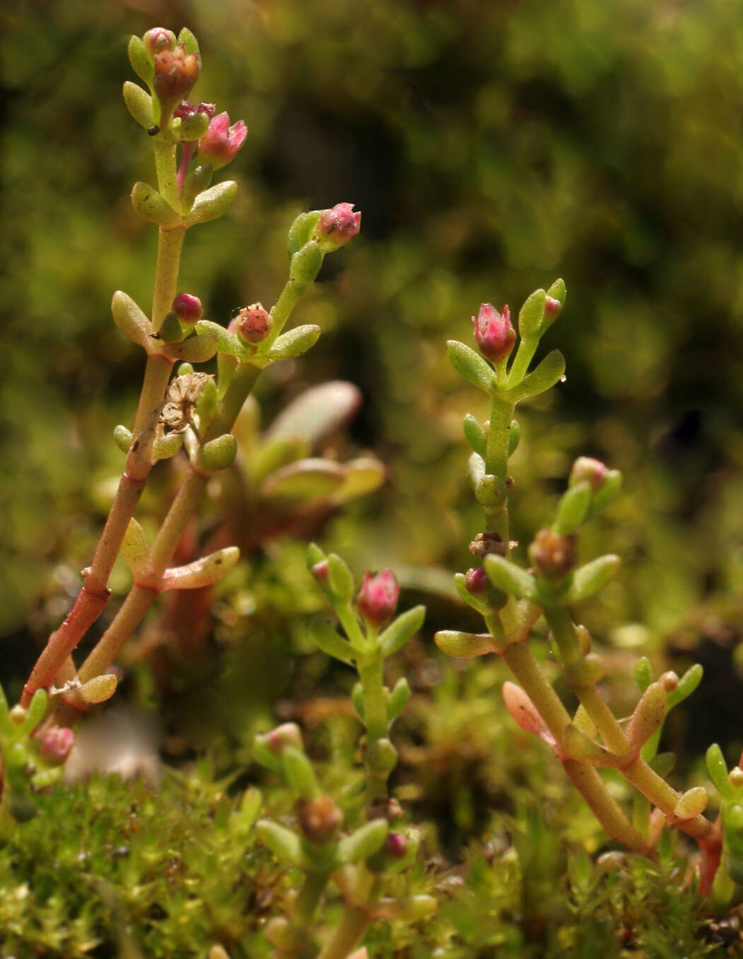 Image of Crassula vaillantii (Willd.) Roth