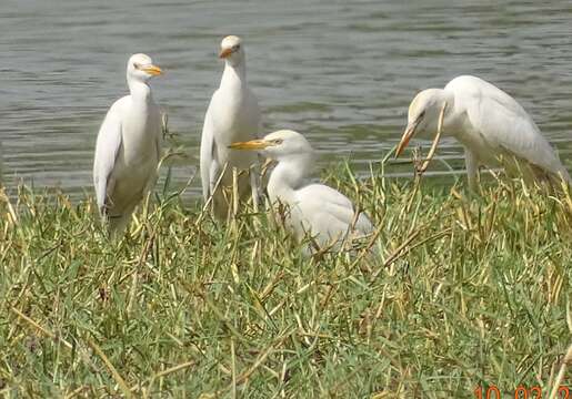 Image of Bubulcus ibis ibis