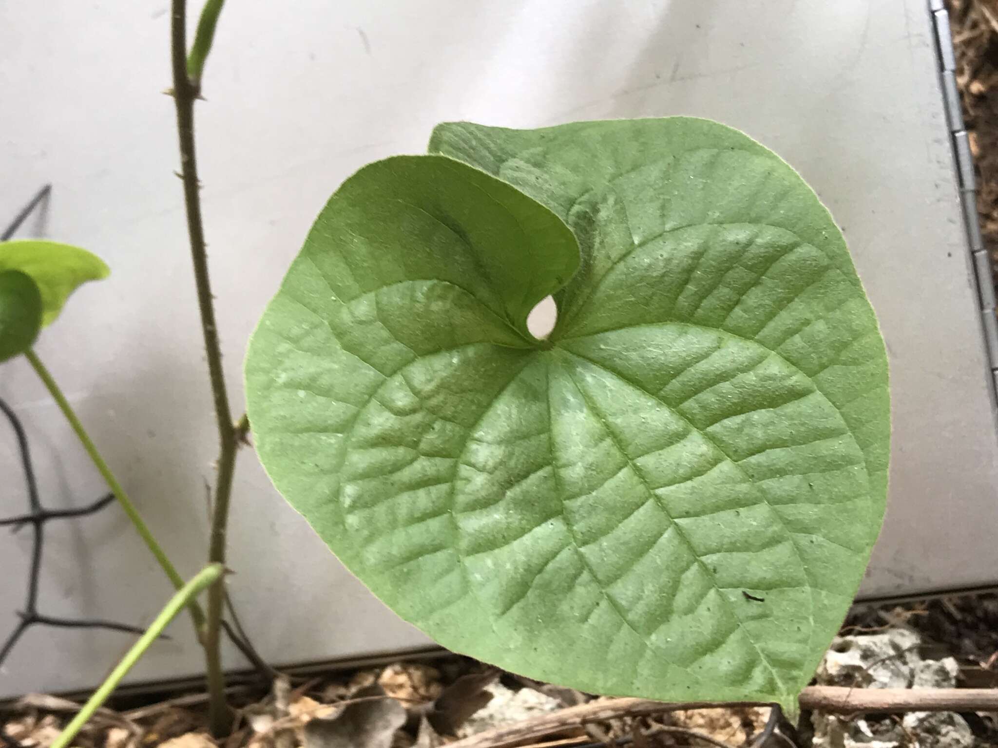 Dioscorea esculenta (Lour.) Burkill resmi