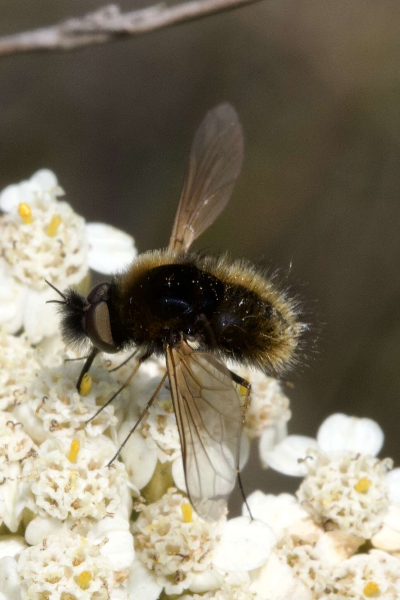 Imagem de Bombylisoma nigriceps (Loew 1862)