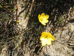 Image of Geissorhiza ornithogaloides Klatt